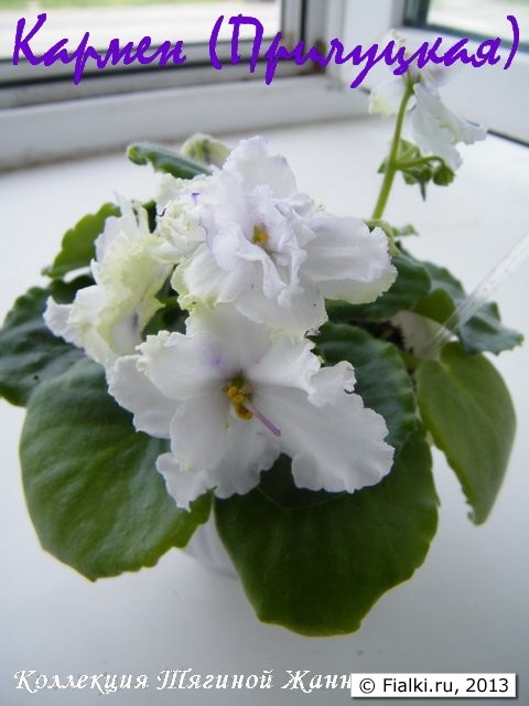 Кармен (Прилуцкая)