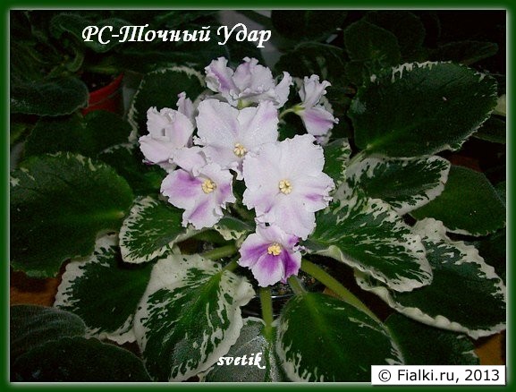 РС-Точный Удар