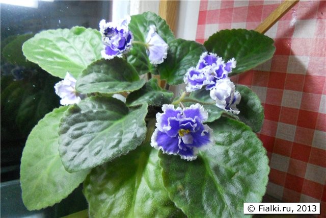 крупные полумахровые голубые цветы с широким волнистым белым кантом, листья широкие простые, розетка крупная