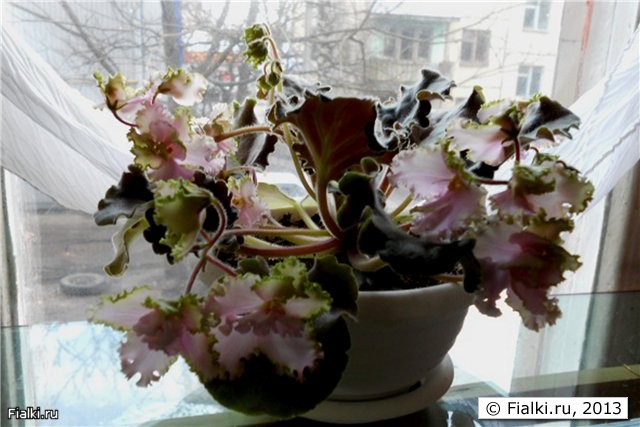 бело-розовые цветы орхидной формы с крученым зелёным кантом, листья тёмные волнистые, розетка средняя