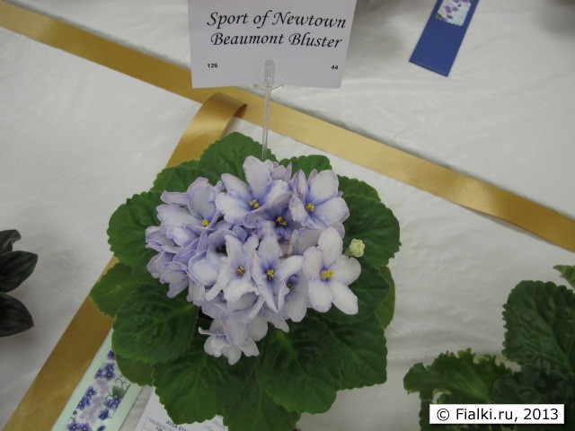 plant