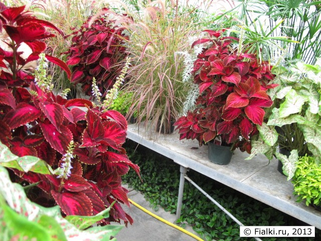 greenhouse