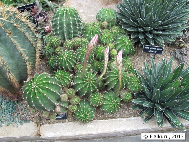 plant