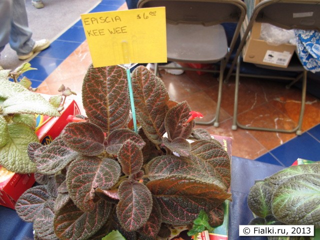 episcia