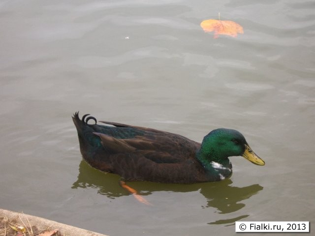 duck