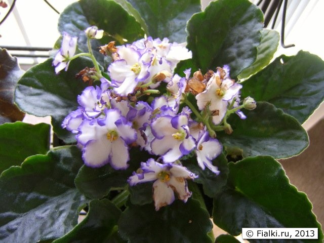 fialka 3