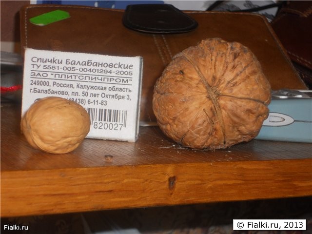 грецкие орехи вот такой ширины