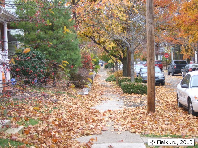 leafs on the street