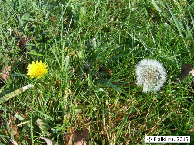 grass 1