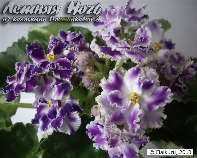 Крупные махровые нежно-фиолетовые цветы с «размытым» белым центром и белой каймой по краям лепестков. Зелёная листва.