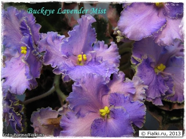 buckeye lavender mist