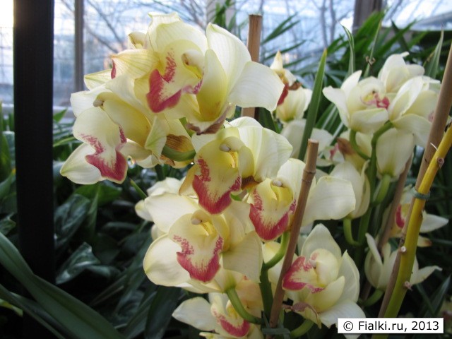 orchid