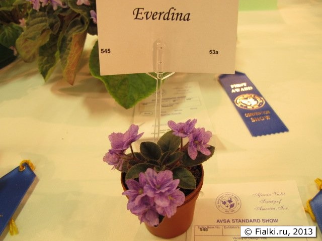 Everdina