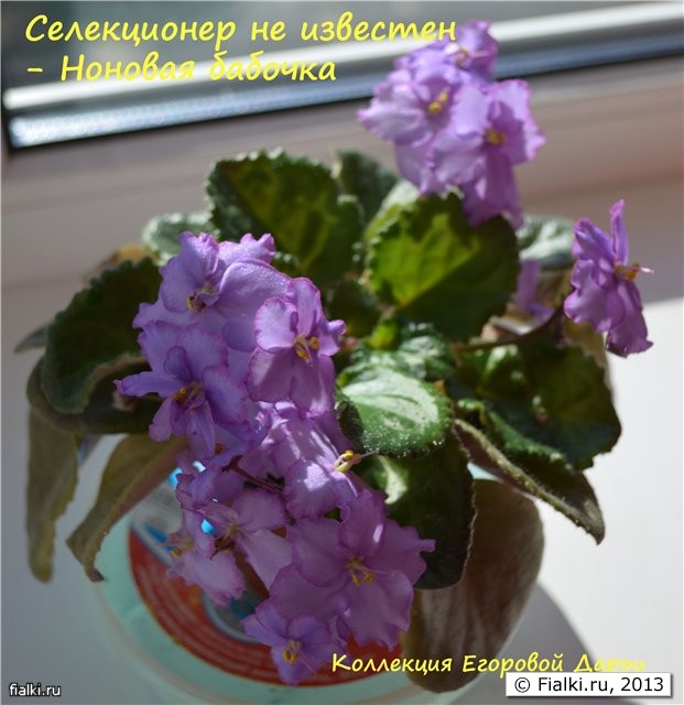 Неоновая бабочка