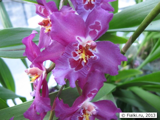 orchid