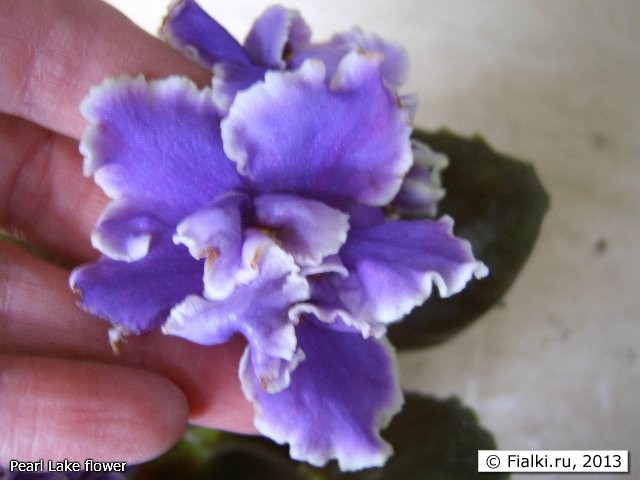 Pearl Lake flower