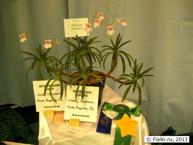 plant