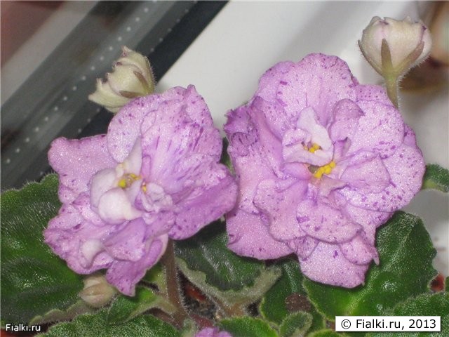 Buckeye Eureka