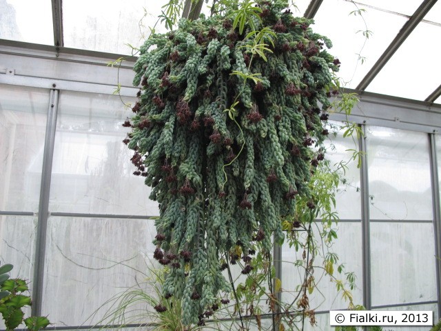 plant