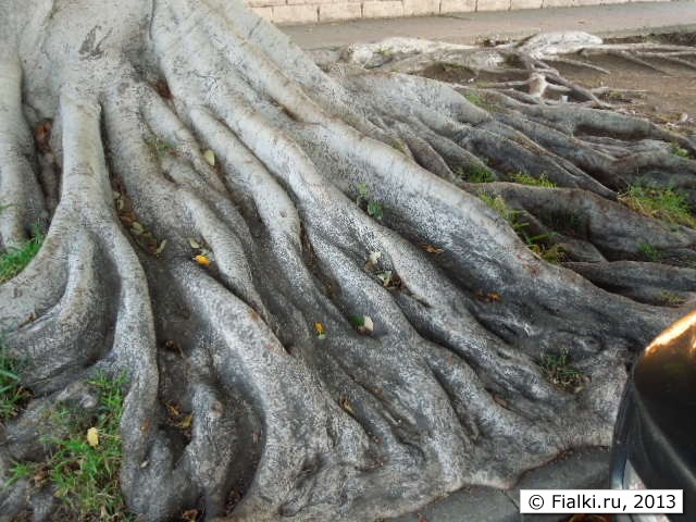 roots