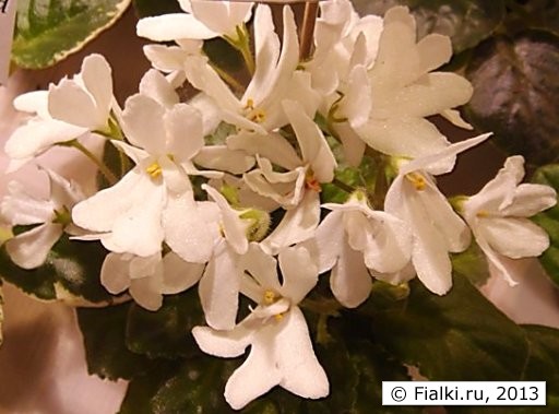 Lunar Lily white