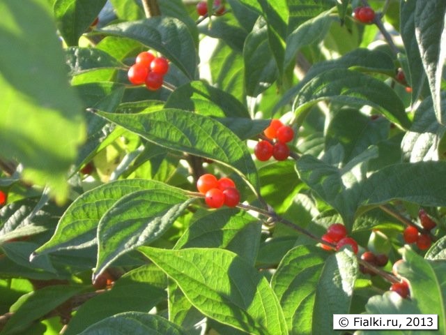 berries