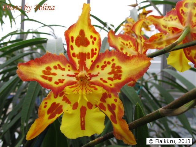 orchid