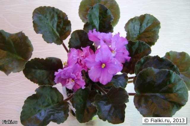 Крупные полумахровые цветки насыщенно-розового цвета с произвольным фэнтези. Цветки напоминают панбархат. Темно зеленые листья, компактная розетка