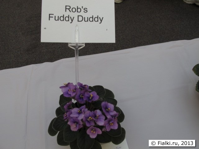 Rob's Fuddy Duddy