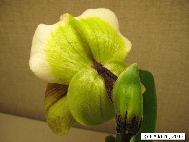 orchid