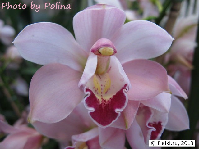 orchid