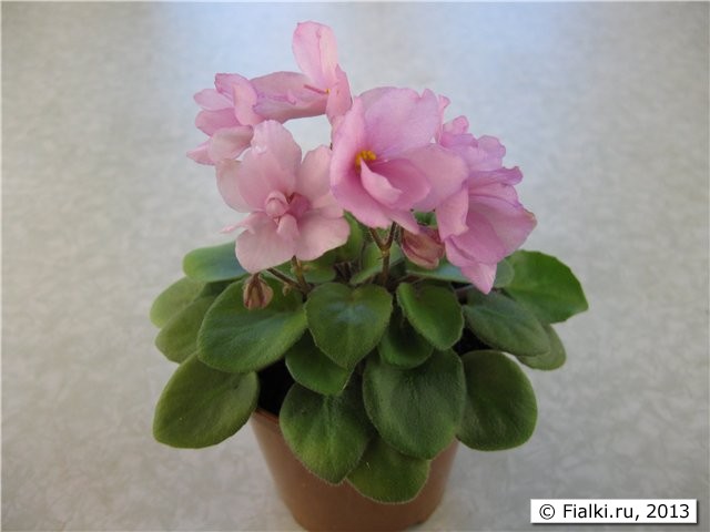Ballet Taffy (A.Fischer)