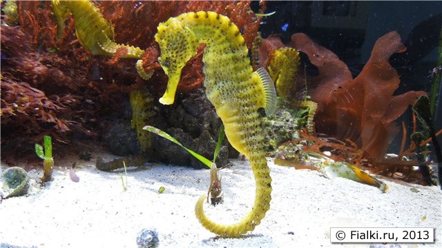 sea horse