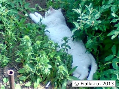 кот