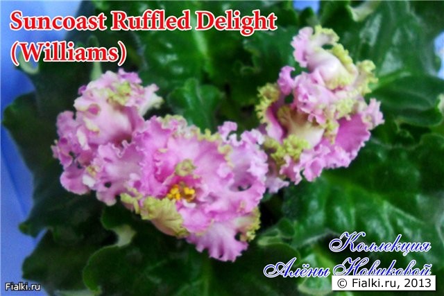 крупные махровые розовые цветы с салатовым кантом, лепестки сильно закручены, листья волнистые светло зелёные, розетка крупная