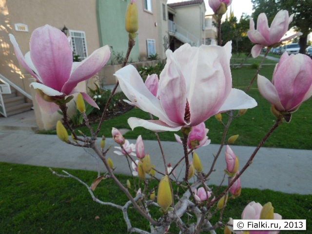 magnolia