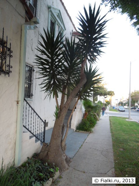 tree