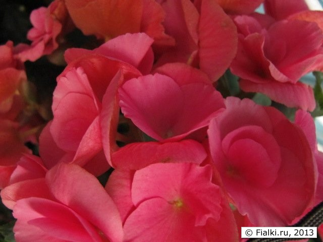 Hydrangea