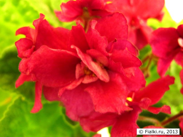 flower