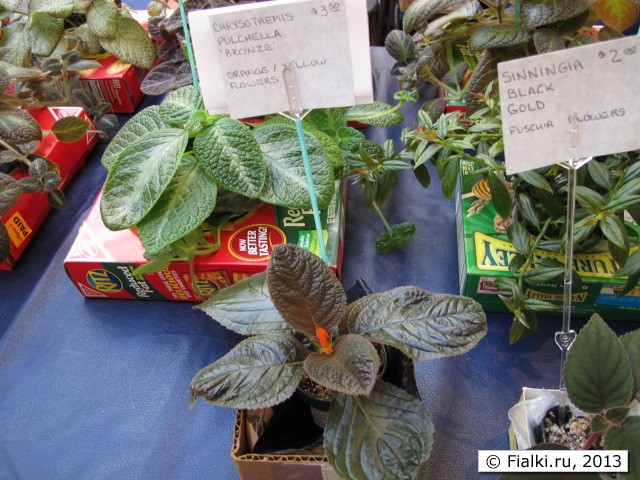 episcia