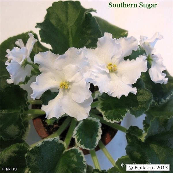 Southern Sugar