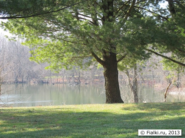 tree