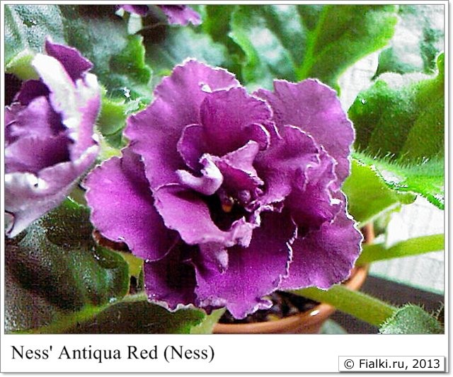 Ness' Antiqua Red (Ness)