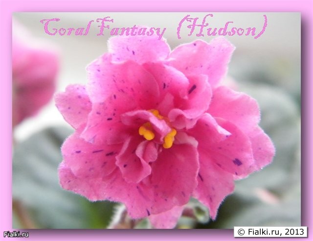 Coral Fantasy  (Hudson)