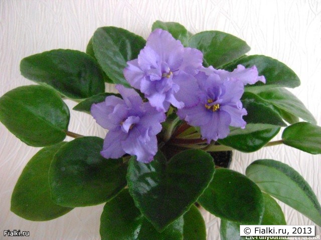 Темно-голубые крупные полумахровые цветы, с более темным по краю лепестков. Зеленая листва