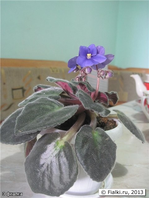 3 фиалка 3 фиалка