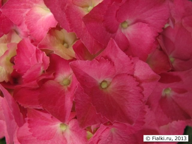 Hydrangea