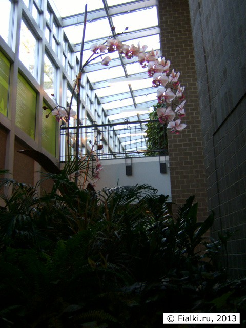 orchid 1