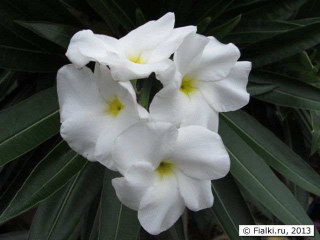 plant