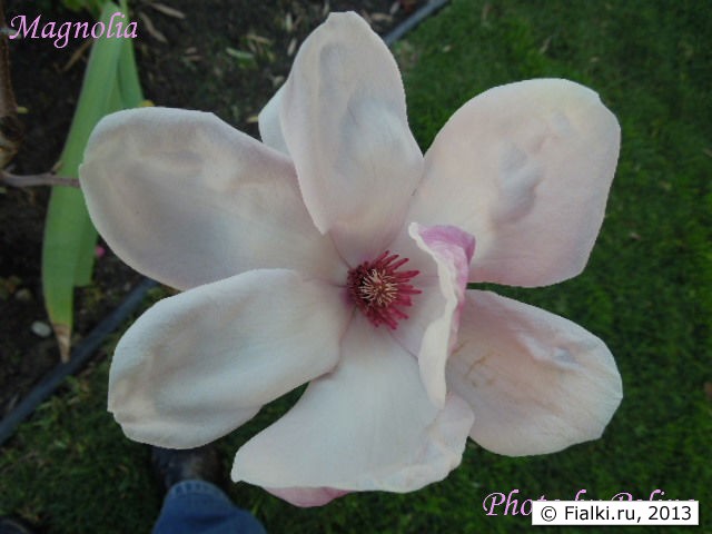 Magnolia
